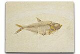 Detailed Fossil Fish (Diplomystus) - Wyoming #355612-1